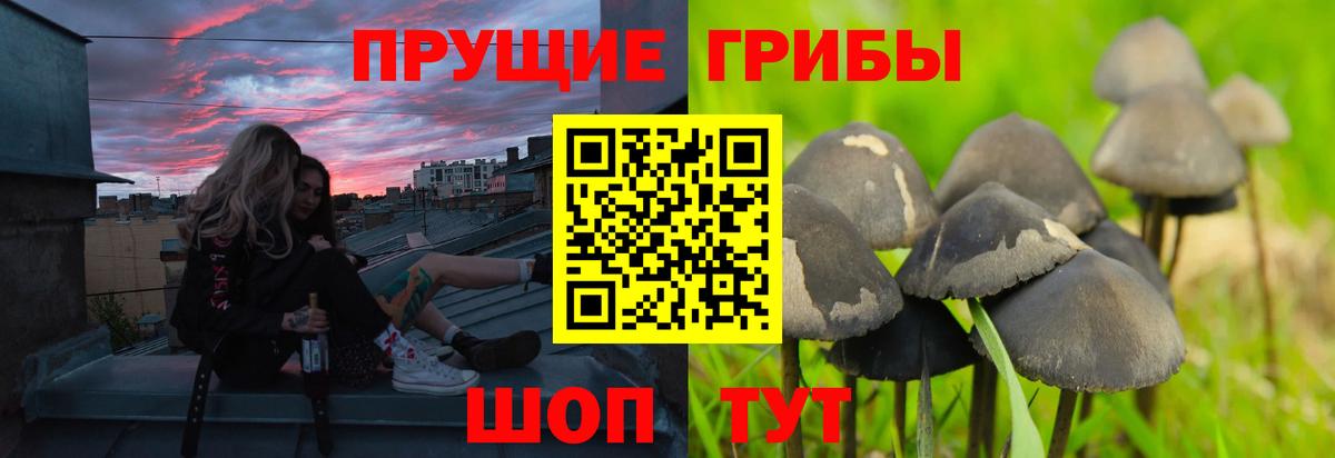 Псилоцибиновые грибы GOLDEN TEACHER  Вход с VPN  Владикавказ 